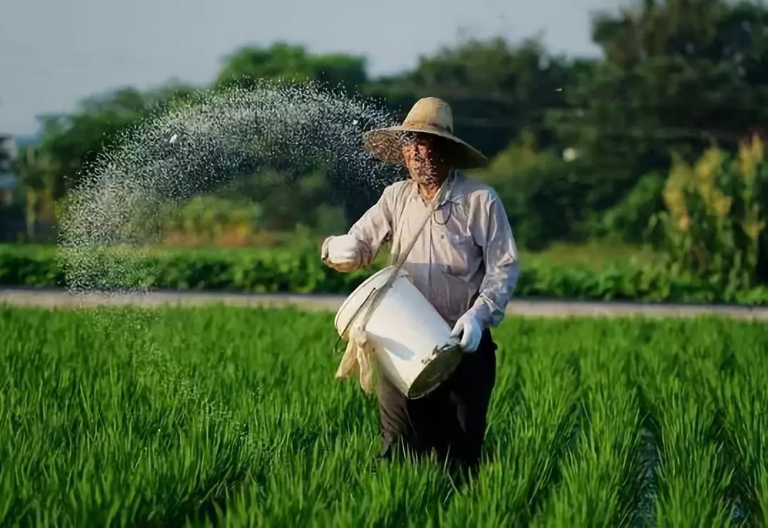 河北种植什么农作物最赚钱_河北农村种植什么赚钱不愁销路_河北农业种植致富