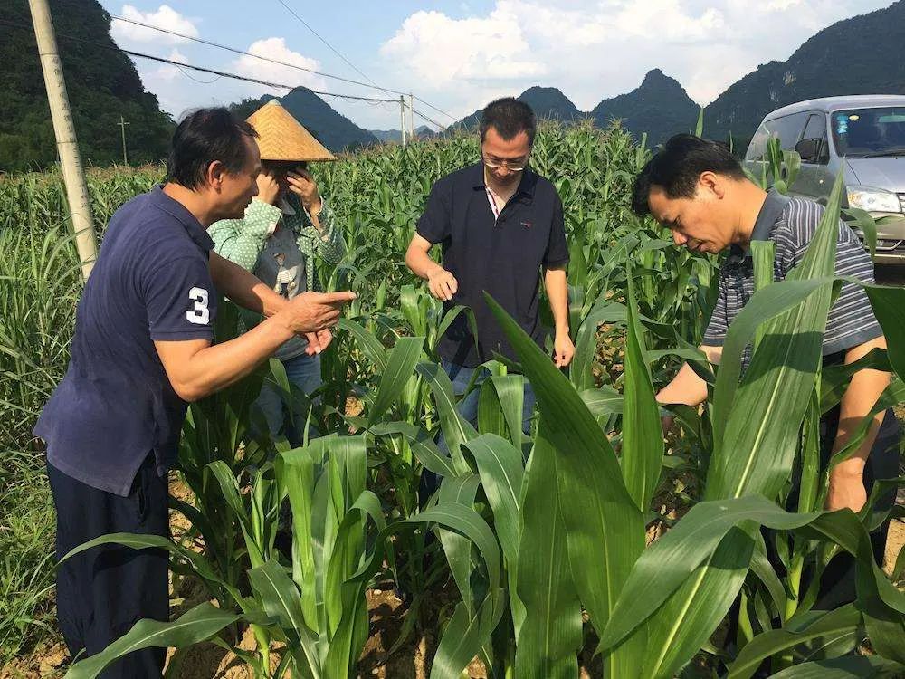 河北种植什么农作物最赚钱_河北农村种植什么赚钱不愁销路_河北农业种植致富