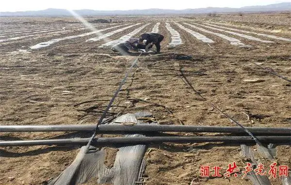 河北农村种植致富项目_河北种植什么农作物最赚钱_河北农业种植致富