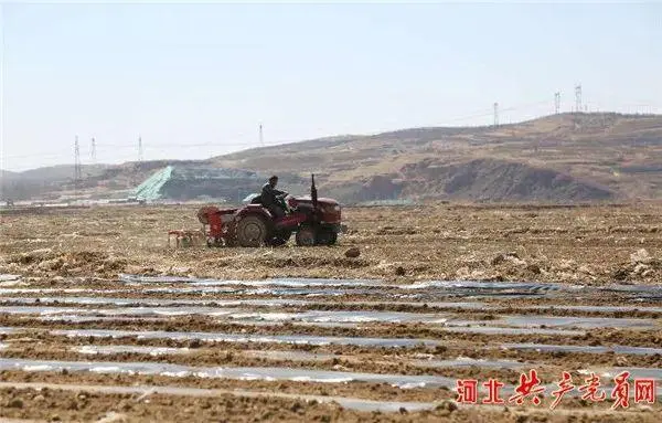 河北农村种植致富项目_河北农业种植致富_河北种植什么农作物最赚钱