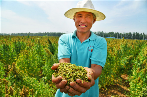 视频| “超级谷物”在黄河流域大面积种植成功！4500亩藜麦香飘齐河