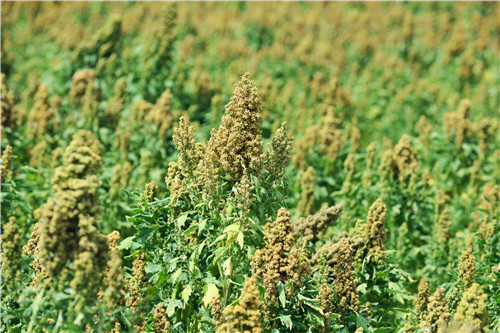 藜麦种植基本条件_藜麦种植技术视频_藜麦的种植与栽培技术