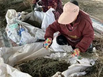 河北种植业什么前景最好_河北农业种植致富_河北农村种植致富项目