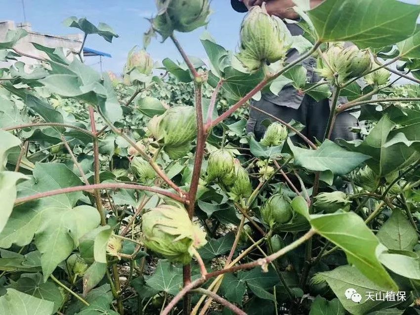 棉花种植技术与管理_棉花的种植技术_棉花种植技术视频