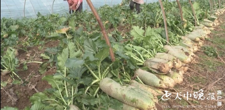 水果萝卜种植致富_水果萝卜种植效益_萝卜致富水果种植视频