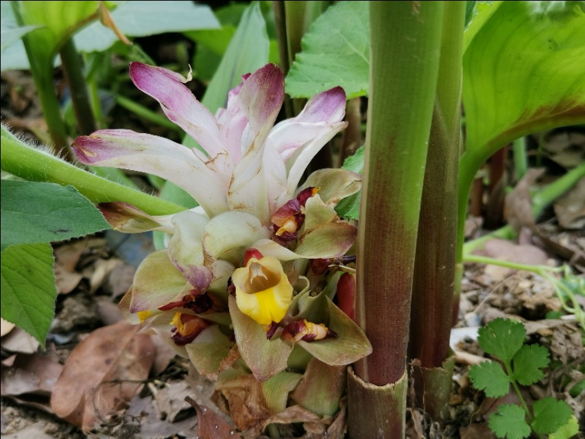 种植结合如何致富_致富种植结合的植物_种植致富经