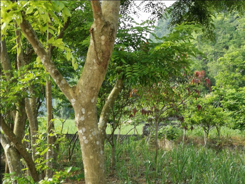 种植结合如何致富_种植致富经_致富种植结合的植物