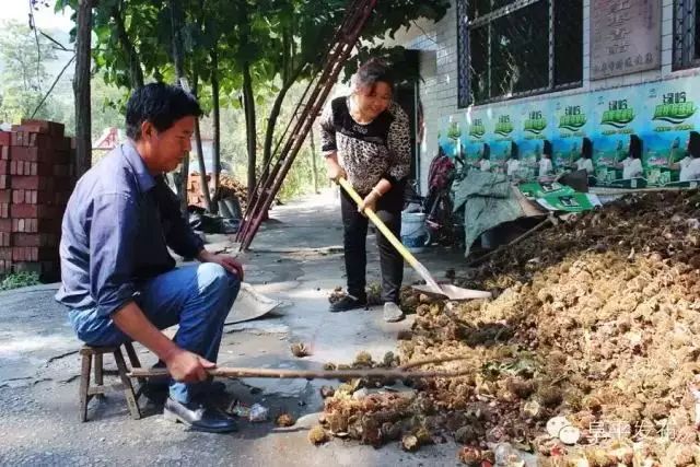 河北农业种植什么_河北农村种植什么赚钱不愁销路_河北农业种植致富