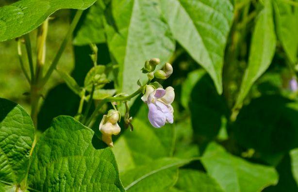 蔬菜种植，扁豆的施肥、浇水、病虫害防治你会吗？来学学种植技