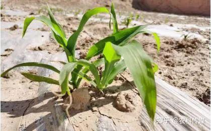 糯玉米种植技术视频_糯玉米育种_彩糯玉米种植技术