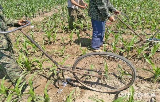 彩糯玉米种植技术_糯玉米种植技术视频_糯玉米育种