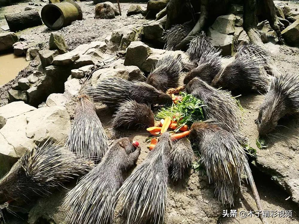 养殖湖南豪猪技术怎么样_湖南养殖豪猪技术_养殖湖南豪猪技术要求