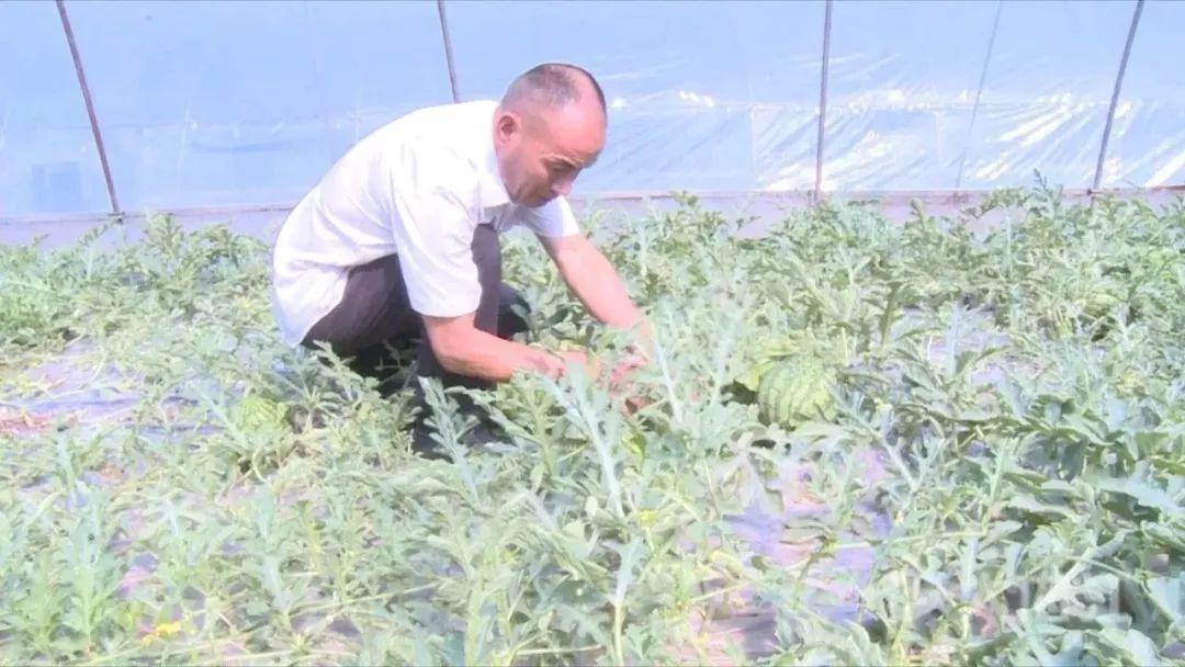 农业种植致富项目西瓜_致富经西瓜种植视频_种植西瓜致富视频