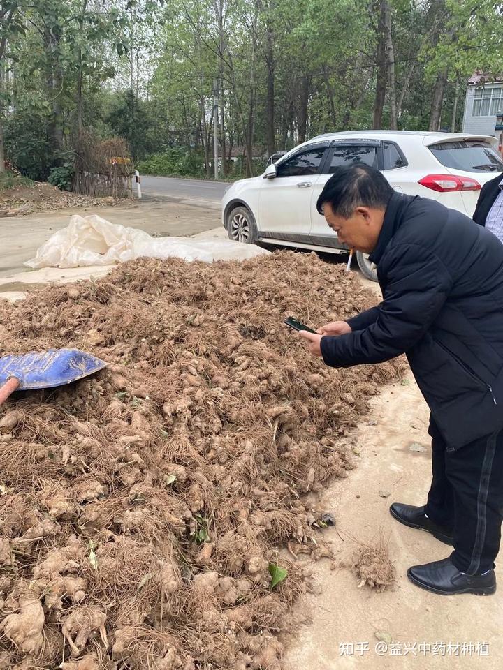 致富经药材种植业完整版_致富经2020年中药材_致富经中药材