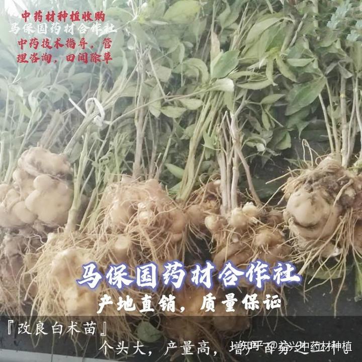 致富经中药材_致富经药材种植业完整版_致富经2020年中药材