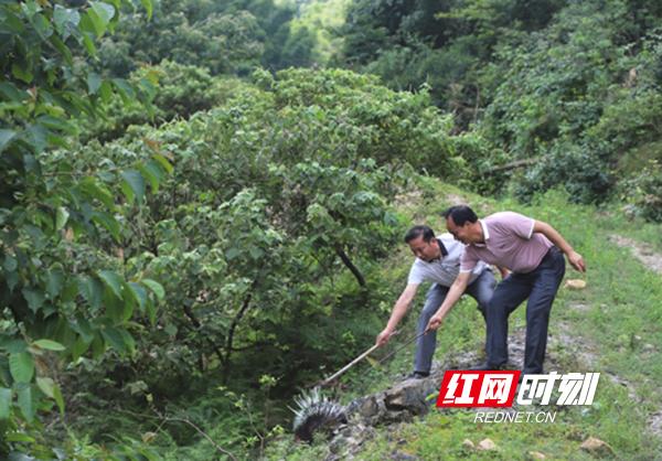 养殖湖南豪猪技术规程_湖南养殖豪猪技术_湖南哪里有豪猪苗专卖