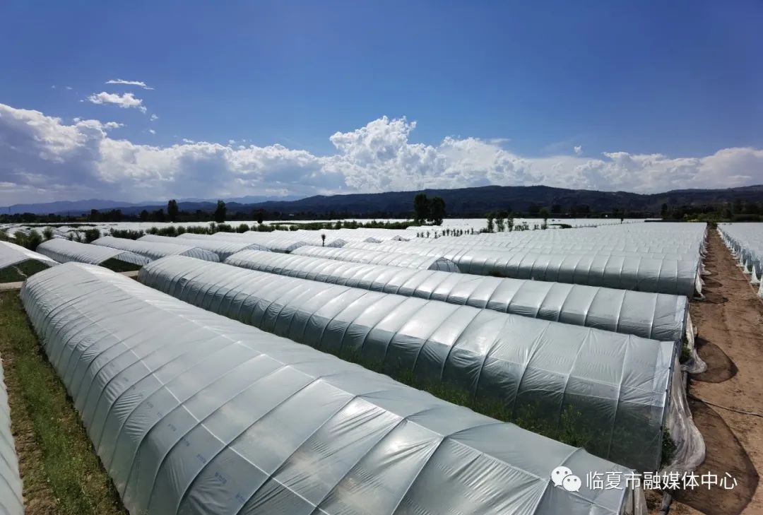 西瓜种植铺就致富路_西瓜种植视屏_种植西瓜致富视频