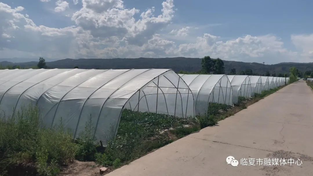 西瓜种植视屏_种植西瓜致富视频_西瓜种植铺就致富路