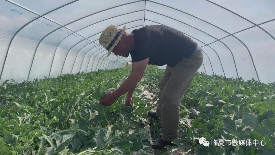 西瓜种植视屏_种植西瓜致富视频_西瓜种植铺就致富路