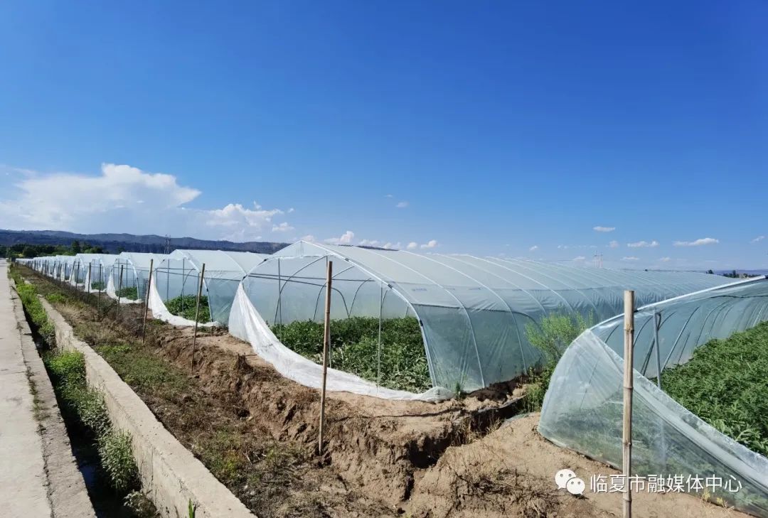 种植西瓜致富视频_西瓜种植视屏_西瓜种植铺就致富路