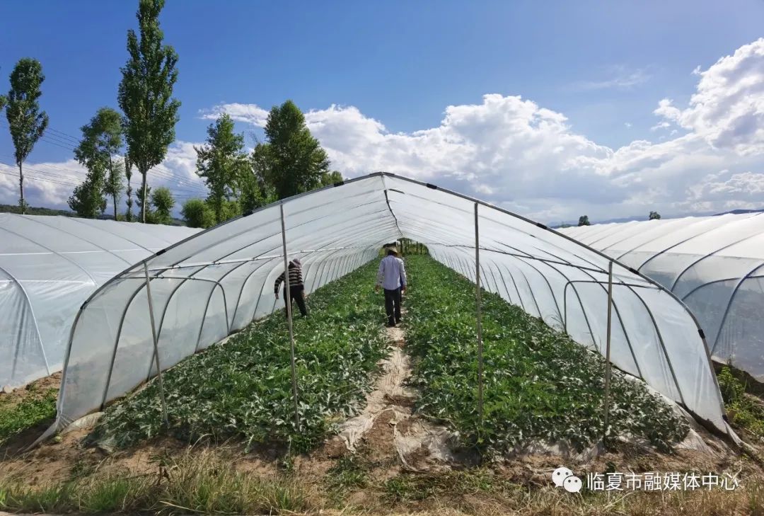 种植西瓜致富视频_西瓜种植铺就致富路_西瓜种植视屏