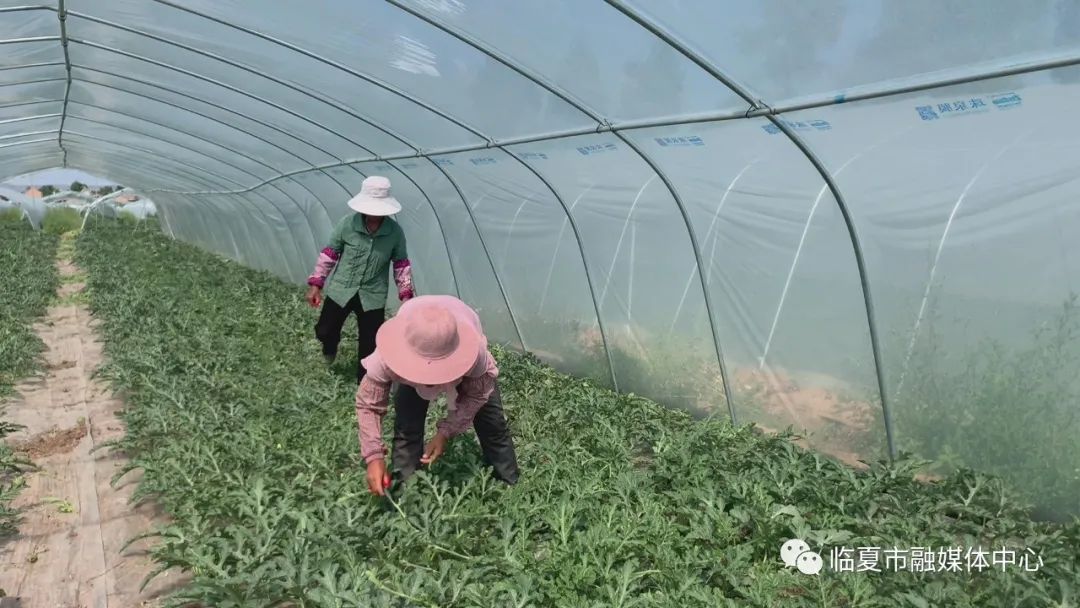 西瓜种植铺就致富路_种植西瓜致富视频_西瓜种植视屏