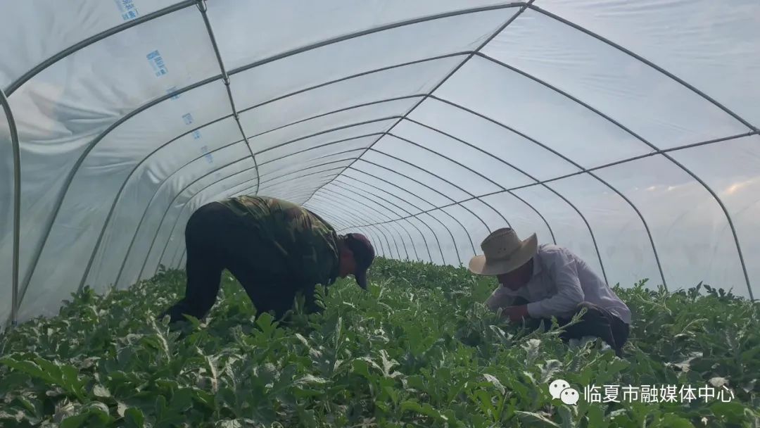 西瓜种植视屏_西瓜种植铺就致富路_种植西瓜致富视频