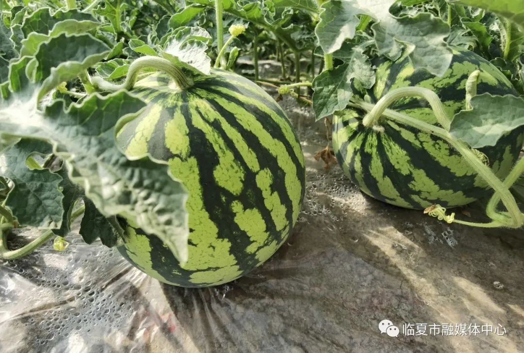 西瓜种植视屏_西瓜种植铺就致富路_种植西瓜致富视频