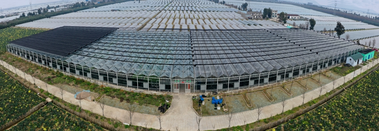 农业种植致富项目西瓜_视频致富西瓜种植教程_种植西瓜致富视频