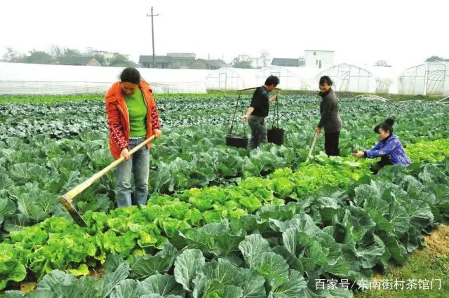 农村致富养殖_致富养殖老宅项目介绍_老宅养殖致富项目