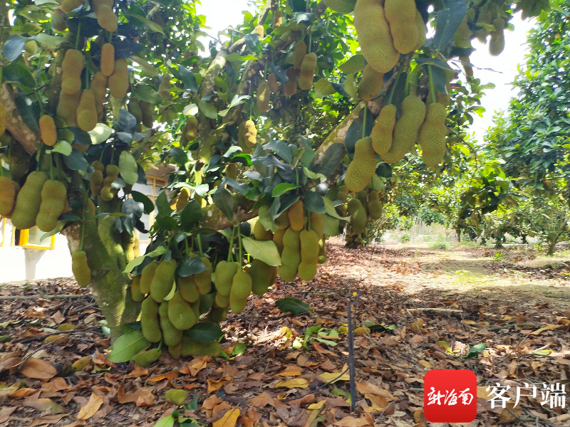 致富种植农村门路图片_农村种植致富门路_致富种植农村门路图片大全