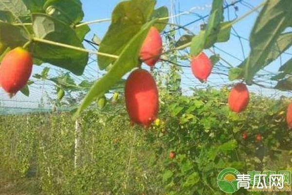 红香果价格多少钱一斤？红香果的种植前景怎样？