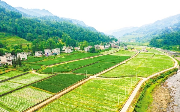 种植鲜花致富新闻_村民种植黑皮冬瓜致富_科学种植致富100例