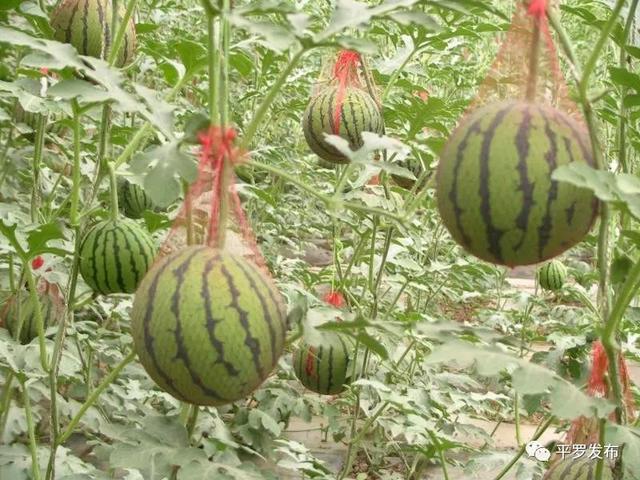 西瓜种植铺就致富路_种植西瓜致富视频_致富经西瓜种植视频