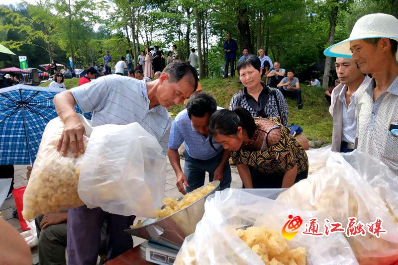 银耳种植技术和成本_致富经种银耳_种银耳挣钱吗