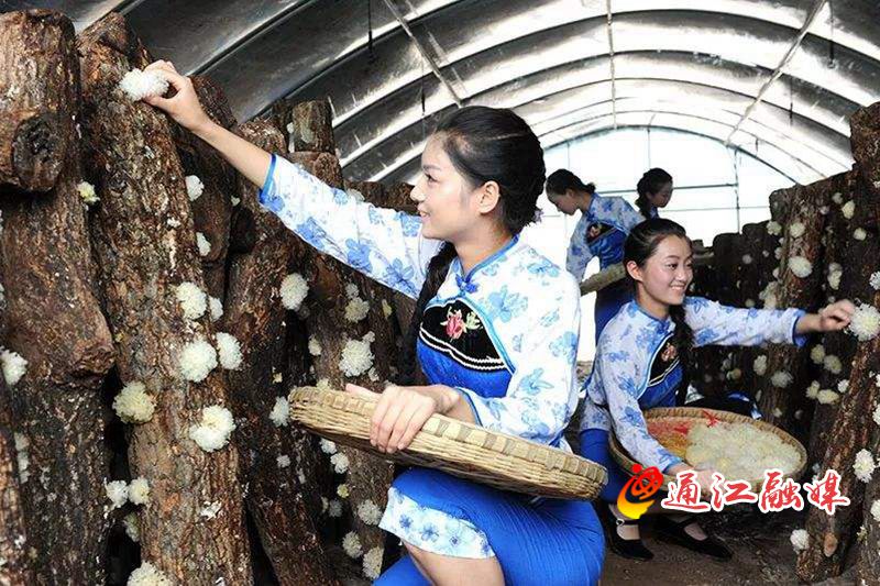 银耳种植技术和成本_致富经种银耳_种银耳挣钱吗