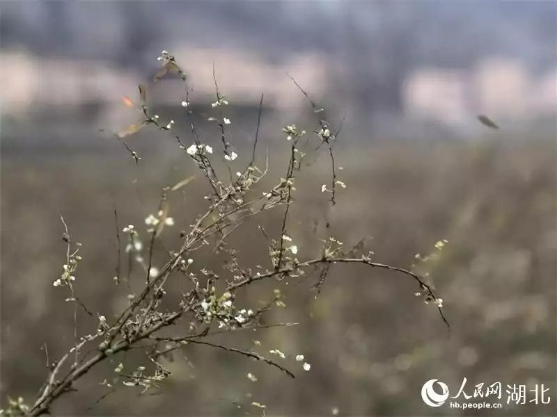 孝感农业致富种植各种水果网_种植鲜花致富新闻_发展雷竹种植是致富的好门道