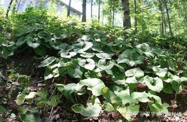 药材种植柴胡_柴胡种植致富中药_中药材柴胡种植技术