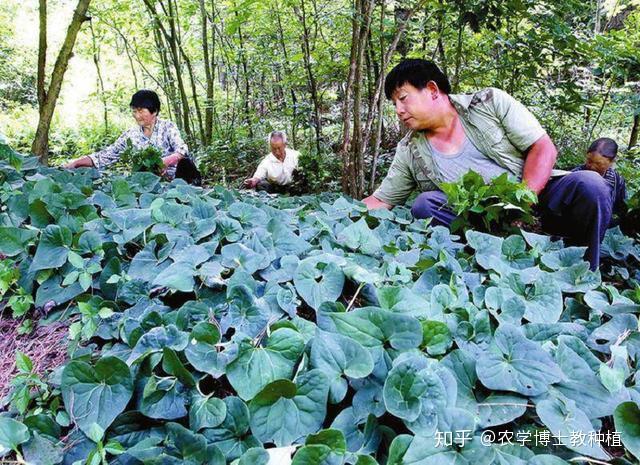 中药材柴胡种植技术_药材种植柴胡_柴胡种植致富中药