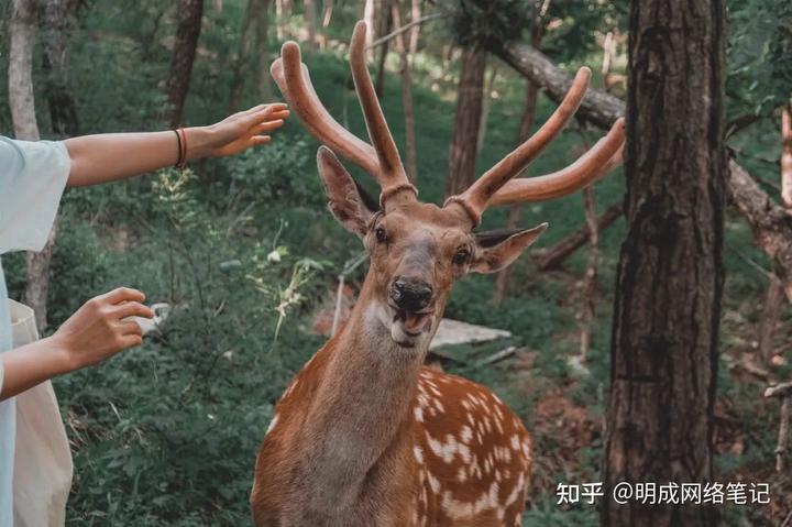 小型养殖致富项目_农村致富项目养殖业_小型农村养殖致富