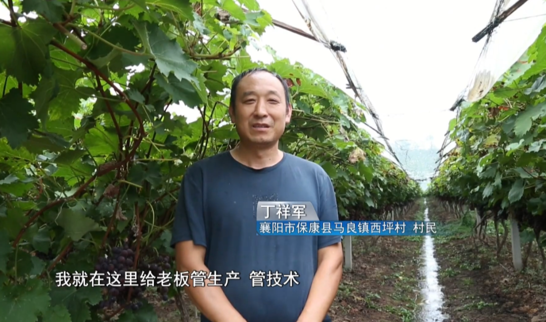 农村种植致富的东西叫什么_致富种植农村东西叫什么名字_致富种植农村东西叫什么