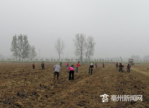 蒙城县双涧镇：“小小白芍”托起村民致富梦