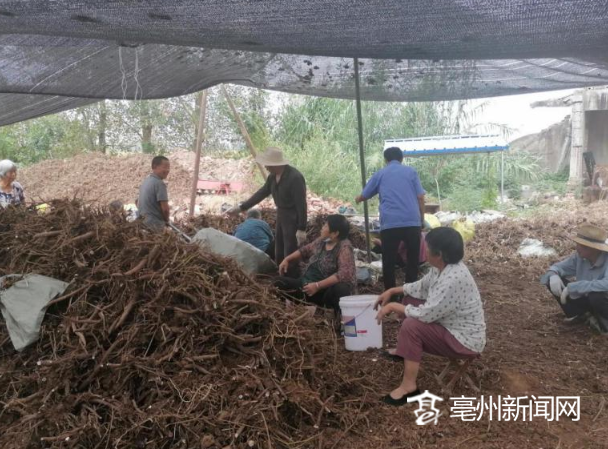 白芍种植前景怎么样_白芍种植技术视频_山西白芍种植致富