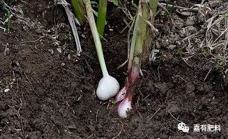 大蒜种植管理技术与管理_大蒜种植管理技术要点_大蒜的种植技术和管理