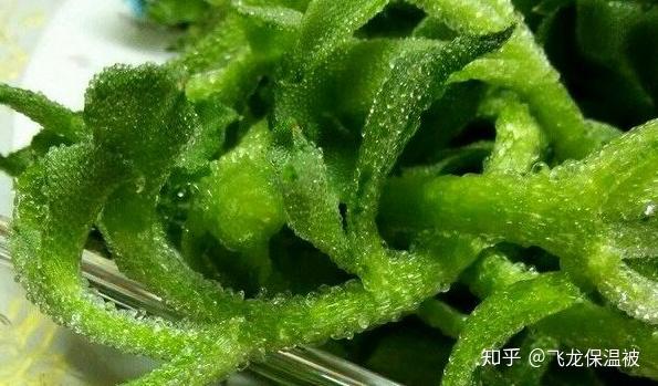 紫叶生菜种植技术_紫叶生菜种子怎么催芽_种植生菜紫叶技术视频