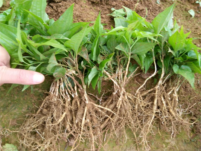 邯郸种植什么作物_邯郸种植致富项目_邯郸种植基地