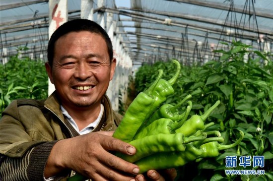 河南农村致富新项目_河南农业种植致富项目_适合河南种植致富项目