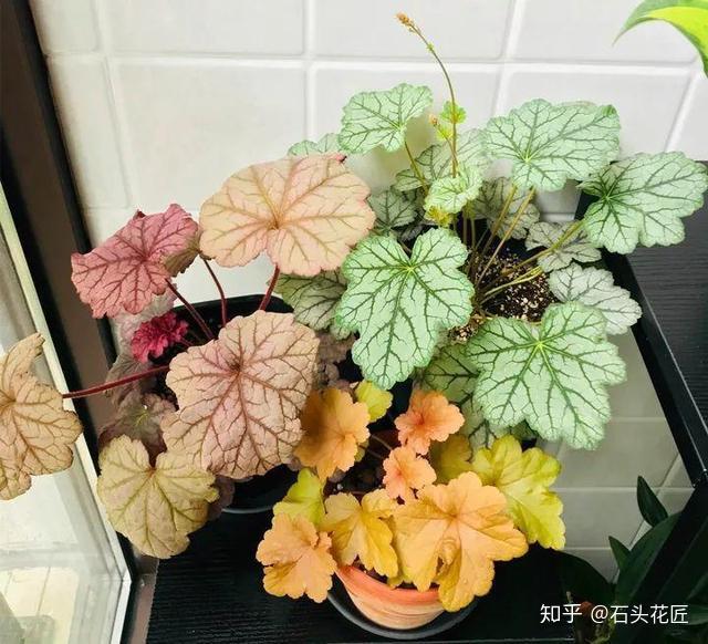 种植花卉致富_致富经 花卉_致富经花卉创业