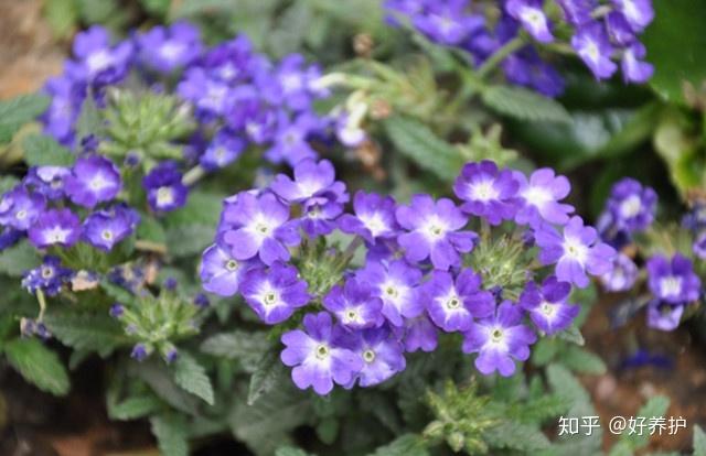 养花致富_种植花卉致富_致富经 花卉