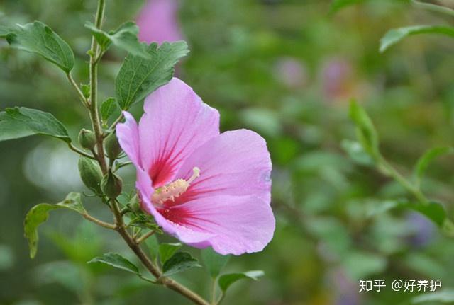 养花致富_种植花卉致富_致富经 花卉